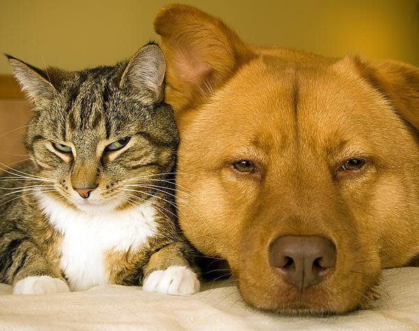 Pet Care