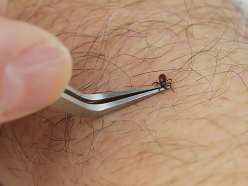 Bug Bite Thing&reg; Tick Remover
